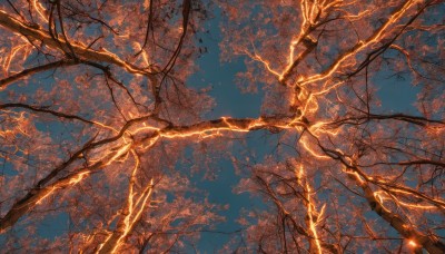 outdoors,sky,day,cloud,tree,blue sky,no humans,sunlight,cloudy sky,nature,scenery,fantasy,branch,electricity,bare tree,orange theme,dutch angle,night,leaf,plant,night sky,autumn leaves,autumn