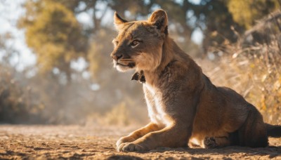 solo,brown eyes,sitting,closed mouth,full body,outdoors,day,blurry,from side,tree,no humans,depth of field,blurry background,animal,leaf,fangs,cat,realistic,animal focus,autumn,signature,nature