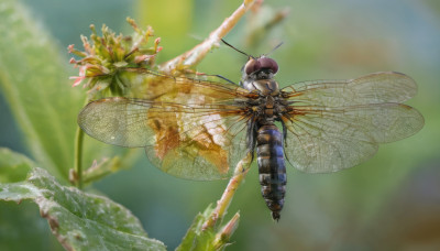 flower, wings, blurry, no humans, bug, robot, flying, realistic, antennae, insect wings