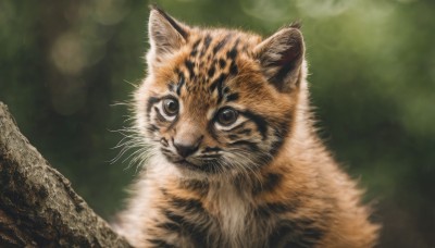 solo,looking at viewer,closed mouth,outdoors,blurry,black eyes,no humans,depth of field,blurry background,animal,cat,realistic,animal focus,whiskers,brown eyes,signature,close-up