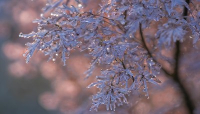 flower,outdoors,blurry,tree,petals,no humans,depth of field,blurry background,leaf,cherry blossoms,scenery,blurry foreground,branch,still life,artist name,signature,water,plant,water drop,realistic,wisteria