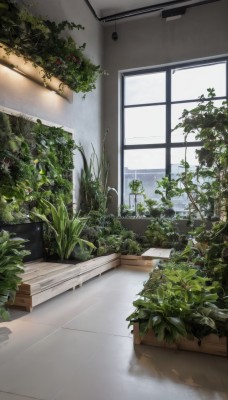 outdoors,sky,day,indoors,tree,no humans,window,shadow,sunlight,plant,scenery,couch,potted plant,wall,leaf