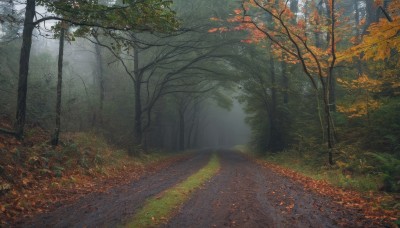 outdoors,day,tree,no humans,leaf,sunlight,grass,nature,scenery,forest,road,bush,autumn leaves,autumn,path,landscape