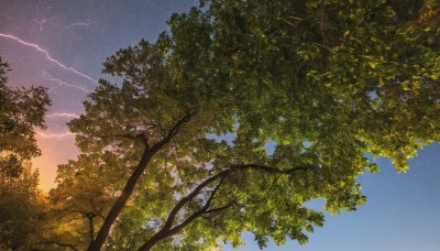 outdoors,sky,cloud,tree,blue sky,no humans,night,star (sky),nature,night sky,scenery,forest,starry sky,sunset,gradient sky,day,signature,branch