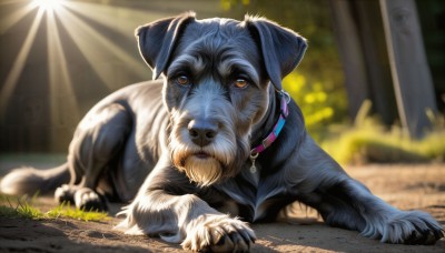 HQ,looking at viewer,brown eyes,closed mouth,full body,outdoors,lying,solo focus,day,blurry,collar,orange eyes,no humans,depth of field,blurry background,animal,sunlight,cat,grass,dog,light rays,realistic,animal focus,animal collar,solo,signature,watermark,on stomach,web address