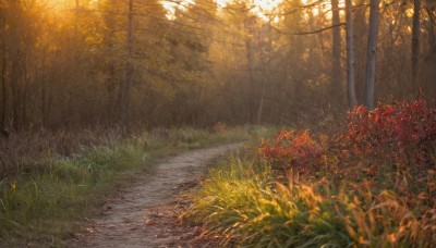 outdoors,day,blurry,tree,no humans,depth of field,leaf,sunlight,grass,plant,nature,scenery,forest,road,bush,autumn leaves,power lines,autumn,utility pole,path,sunset