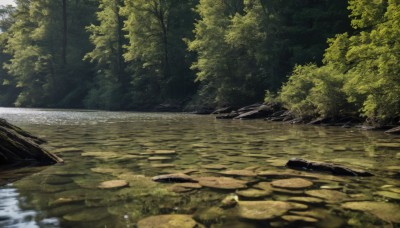 outdoors,day,water,tree,no humans,sunlight,nature,scenery,forest,reflection,rock,river,pond,sky,plant,bush,lake