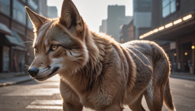 solo,closed mouth,yellow eyes,outdoors,day,blurry,no humans,depth of field,blurry background,animal,cat,building,city,realistic,road,animal focus,street,whiskers,sky,signature