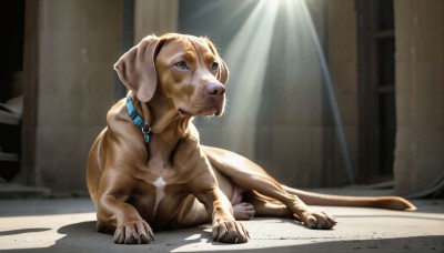 HQ,solo,full body,lying,indoors,collar,no humans,shadow,animal,sunlight,cat,claws,dog,light rays,realistic,animal focus,animal collar,open mouth,tongue,pillar,spotlight