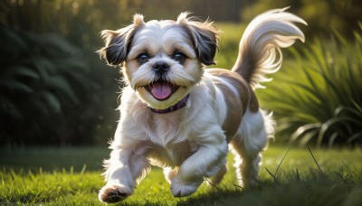 HQ,solo,looking at viewer,open mouth,blue eyes,full body,outdoors,day,tongue,signature,tongue out,blurry,collar,tree,pokemon (creature),no humans,depth of field,blurry background,animal,fangs,grass,nature,running,dog,realistic,animal focus,standing,sunlight,plant,walking,animal collar