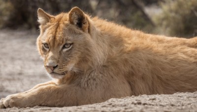 solo,looking at viewer,closed mouth,outdoors,lying,day,blurry,black eyes,no humans,depth of field,blurry background,animal,cat,on stomach,realistic,animal focus,whiskers,brown fur,signature