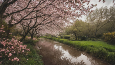 flower, outdoors, sky, day, cloud, tree, no humans, grass, cherry blossoms, nature, scenery, road, river, landscape, path