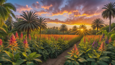 flower, outdoors, sky, cloud, tree, no humans, cloudy sky, grass, plant, scenery, sunset, palm tree, sun, road