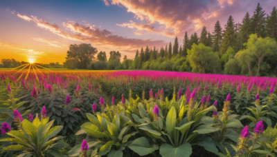 flower, outdoors, sky, cloud, tree, no humans, cloudy sky, grass, plant, nature, scenery, forest, sunset, purple flower, sun, field