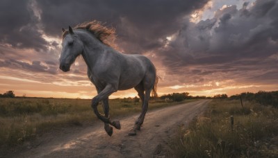 solo,outdoors,sky,cloud,no humans,animal,cloudy sky,grass,scenery,sunset,realistic,road,horse,from side,tree,sunlight,nature,riding,field,evening,horseback riding