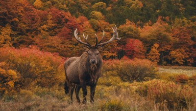 solo,outdoors,tree,no humans,animal,leaf,traditional media,grass,nature,scenery,forest,realistic,painting (medium),autumn leaves,antlers,animal focus,autumn,deer,looking at viewer,standing,field