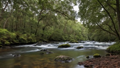 outdoors,day,water,tree,no humans,sunlight,grass,nature,scenery,forest,rock,river,landscape,stream,bush,waterfall