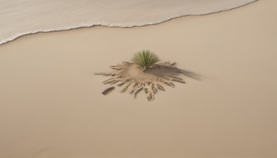 solo,outdoors,day,water,tree,no humans,ocean,beach,plant,scenery,sand,palm tree,shell,shore,desert,footprints,palm leaf,simple background,leaf,close-up,still life