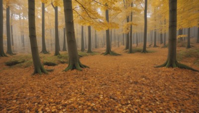 outdoors,day,tree,no humans,leaf,sunlight,grass,nature,scenery,forest,autumn leaves,autumn