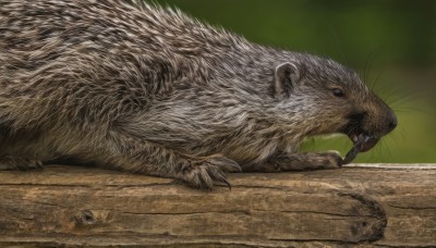 solo,open mouth,blue eyes,outdoors,lying,teeth,blurry,from side,no humans,profile,blurry background,animal,fangs,cat,on stomach,claws,realistic,animal focus,whiskers,simple background,sharp teeth,mouse