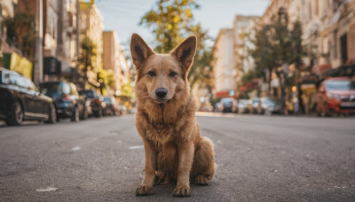 looking at viewer, outdoors, day, blurry, tree, no humans, blurry background, animal, ground vehicle, building, motor vehicle, dog, city, realistic, car, road, animal focus, street