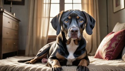 HQ,solo,looking at viewer,yellow eyes,lying,day,indoors,pillow,no humans,window,bed,animal,on bed,sunlight,on stomach,curtains,dog,realistic,bedroom,animal focus,brown eyes,tongue,tongue out,blanket,lamp,picture frame