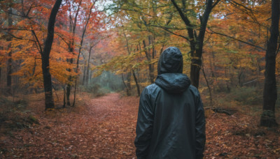 solo, 1boy, outdoors, day, hood, from behind, tree, leaf, nature, scenery, hooded jacket, forest, road, autumn leaves, autumn