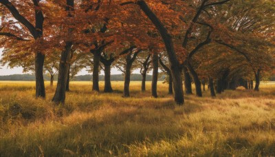 outdoors,sky,day,tree,no humans,leaf,sunlight,grass,nature,scenery,forest,autumn leaves,field,autumn,path,blue sky,landscape