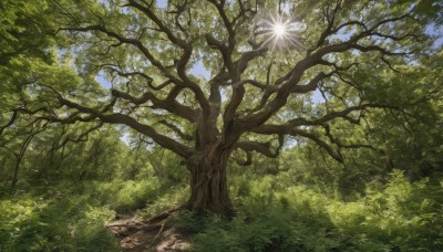 outdoors,sky,day,cloud,signature,tree,blue sky,no humans,sunlight,grass,nature,scenery,forest,light rays,sun,leaf,plant,fantasy,branch,green theme,landscape