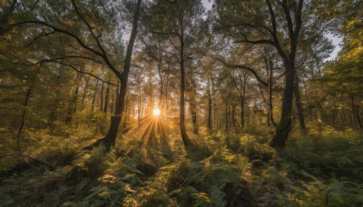 outdoors, sky, tree, no humans, leaf, sunlight, grass, nature, scenery, forest, light rays, sun