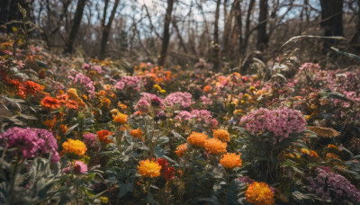 flower, outdoors, day, blurry, tree, no humans, depth of field, nature, scenery, forest, orange flower