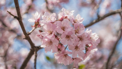 flower, outdoors, sky, day, blurry, tree, no humans, depth of field, blurry background, cherry blossoms, scenery, pink flower, branch, still life