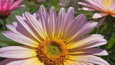 flower,blurry,no humans,depth of field,blurry background,leaf,plant,white flower,pink flower,realistic,yellow flower,purple flower,lotus,still life,outdoors,day,signature,nature,scenery,sunflower