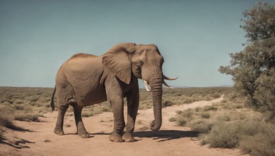 solo,standing,full body,outdoors,horns,sky,day,tree,blue sky,no humans,shadow,animal,grass,realistic,sand,animal focus,desert,tusks,boar,elephant