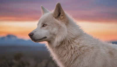 solo, closed mouth, yellow eyes, outdoors, sky, signature, blurry, from side, no humans, blurry background, animal, sunset, mountain, realistic, animal focus