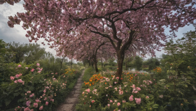 flower, outdoors, sky, day, cloud, tree, blue sky, no humans, grass, plant, cherry blossoms, nature, scenery, pink flower, road, path