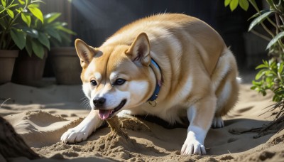 HQ,solo,looking at viewer,open mouth,full body,outdoors,day,tongue,indoors,tongue out,blurry,black eyes,collar,no humans,animal,plant,dog,realistic,potted plant,animal focus,leaf,sunlight,animal collar