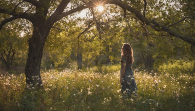 1girl, solo, long hair, skirt, brown hair, shirt, dress, standing, flower, short sleeves, outdoors, day, from behind, tree, sunlight, grass, nature, scenery, forest