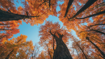 outdoors, sky, day, tree, blue sky, no humans, leaf, nature, scenery, forest, autumn leaves, autumn