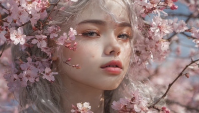 1girl, solo, long hair, looking at viewer, flower, white hair, parted lips, teeth, mole, blurry, lips, grey eyes, depth of field, blurry background, cherry blossoms, portrait, freckles, realistic, nose, branch