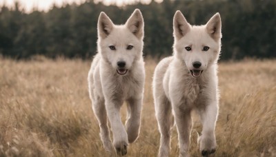 looking at viewer,open mouth,outdoors,day,tongue,tongue out,blurry,black eyes,no humans,blurry background,animal,grass,dog,realistic,field,animal focus,standing,signature,nature