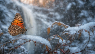 outdoors, sky, blurry, no humans, depth of field, animal, bug, snow, snowing, realistic