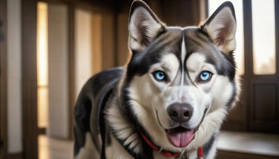 HQ,solo,looking at viewer,blue eyes,tongue,indoors,tongue out,blurry,collar,no humans,animal,dog,realistic,leash,door,animal focus,shiba inu,window,depth of field,blurry background,red collar,animal collar