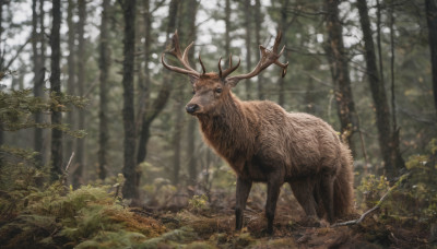 weapon, outdoors, sword, blurry, tree, no humans, animal, nature, forest, realistic, antlers, deer