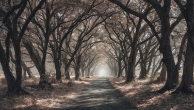 outdoors,day,water,tree,no humans,sunlight,grass,nature,scenery,forest,light rays,road,bare tree,path,landscape