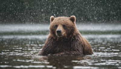 looking at viewer, outdoors, water, blurry, no humans, animal, snow, snowing, realistic, animal focus, bear