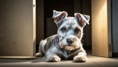 HQ,solo,looking at viewer,brown eyes,jewelry,indoors,necklace,blurry,collar,no humans,animal,cat,dog,realistic,door,animal focus,open door,mouse