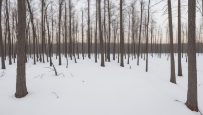 outdoors,tree,no humans,nature,scenery,snow,forest,winter,bare tree,footprints,day,landscape