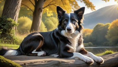 HQ,looking at viewer,blue eyes,yellow eyes,outdoors,lying,day,signature,tree,no humans,animal,leaf,sunlight,grass,bug,on stomach,nature,scenery,forest,dog,realistic,animal focus,autumn,sky,blue sky,plant,mountain,sun,bush,autumn leaves