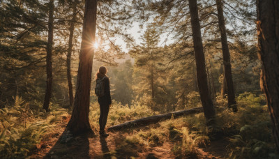 solo, 1boy, standing, outdoors, sky, pants, hood, bag, from behind, tree, sunlight, backpack, grass, nature, scenery, forest, sunset, sun, path